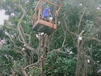 高雄林園鋸樹, 高雄修剪樹木, 高雄林園社區住宅大樓庭院樹木枝修剪, 高雄林園別墅花木修剪