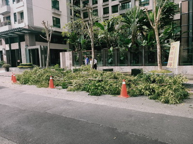 高雄林園工地樹木修剪, 高雄林園公司花木修剪, 高雄林園公園樹木修剪, 高雄林園學校樹木修剪, 高雄林園人行道樹木修剪