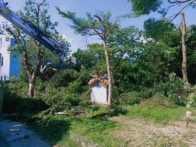 高雄林園樹木修剪, 樹木修剪, 高雄林園修剪樹木, 高雄樹木修剪, 高雄樹木修剪