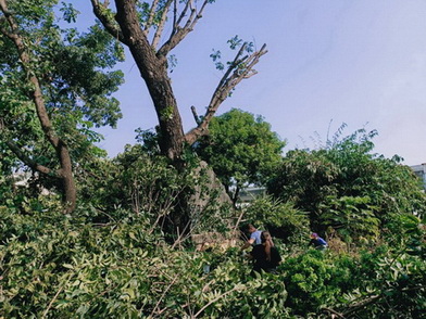 高雄楠梓樹木修剪, 樹木修剪, 高雄楠梓修剪樹木, 高雄楠梓樹木修剪, 高雄樹木修剪