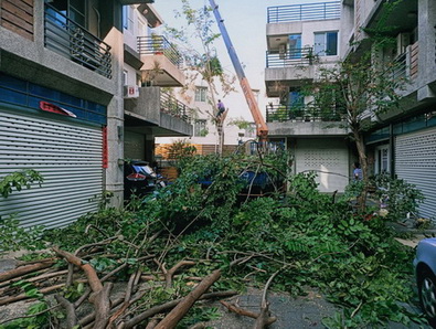 高雄橋頭鋸樹, 高雄修剪樹木, 高雄橋頭社區住宅大樓庭院樹木枝修剪, 高雄橋頭別墅花木修剪